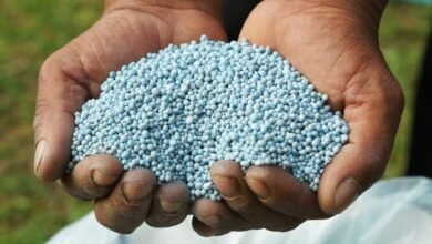 “الزراعة”:-لا-زيادة-في-أسعار-الأسمدة-المدعمة