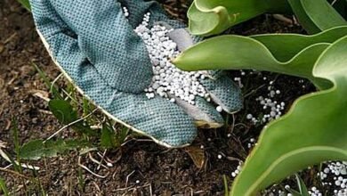 أرباح-“الدولية-للمحاصيل”-تتراجع-195%-إلى-111.3-مليون-جنيه-في-الربع-الأول