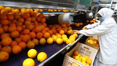 الصادرات-الزراعية-المصرية-تسجل-9-ملايين-طن-خلال-عام-2025