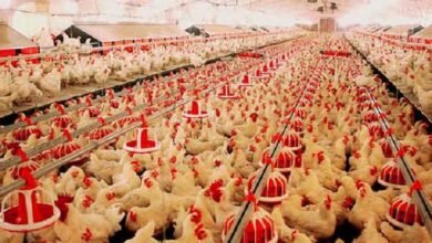 «كايرو-ثري-إيه»-تستهدف-رفع-استثمارات-«مصنعات-الدواجن»-إلى-مليار-جنيه 