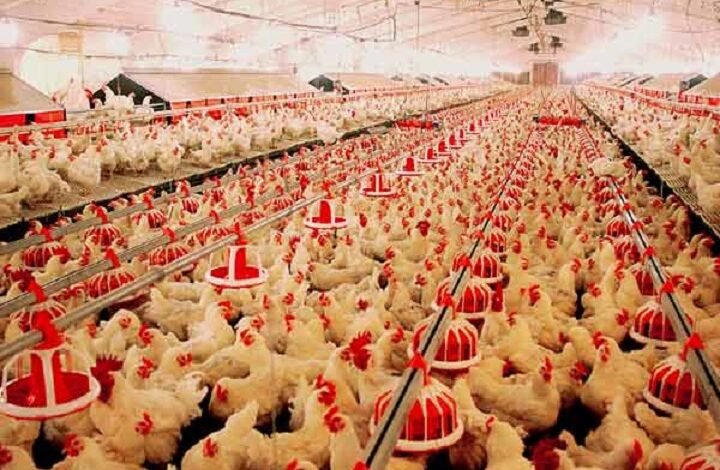 «كايرو-ثري-إيه»-تستهدف-رفع-استثمارات-«مصنعات-الدواجن»-إلى-مليار-جنيه 