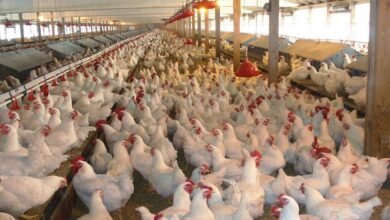 الرقابة-المالية-تُقر-اندماج-5-شركات-تابعة-في-“القاهرة-للدواجن”