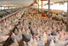 “القاهرة-للدواجن”-تربح-2.89-مليار-جنيه-في-2025-وتُقر-خطة-دمج-وتوسع