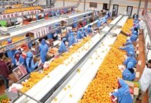 تحرك-حكومي-عاجل-لضمان-استمرار-الصادرات-رغم-إغلاق-مجالات-جوية-إقليمية