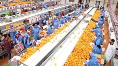 تحرك-حكومي-عاجل-لضمان-استمرار-الصادرات-رغم-إغلاق-مجالات-جوية-إقليمية