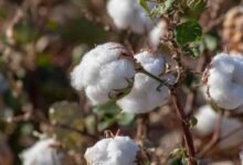 “الزراعة”-تعلن-خريطة-أصناف-القطن-المعتمدة-لموسم-2026