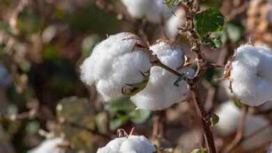 “الزراعة”-تعلن-خريطة-أصناف-القطن-المعتمدة-لموسم-2026