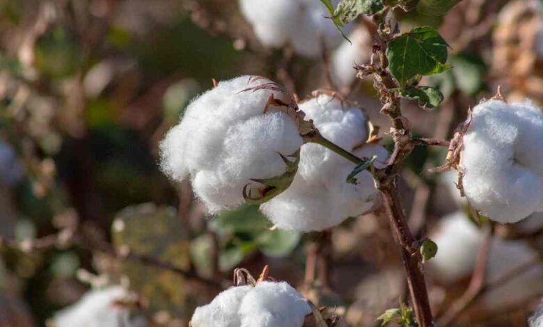 “الزراعة”-تعلن-خريطة-أصناف-القطن-المعتمدة-لموسم-2026