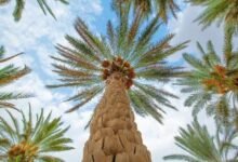 “الزراعة”-تخطط-للتوسع-في-مساحات-النخيل-والزيتون-بجنوب-سيناء