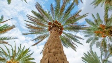 “الزراعة”-تخطط-للتوسع-في-مساحات-النخيل-والزيتون-بجنوب-سيناء