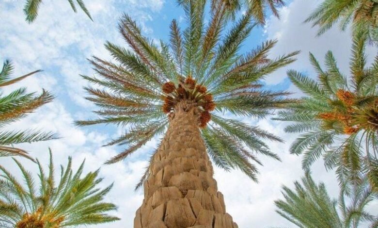 “الزراعة”-تخطط-للتوسع-في-مساحات-النخيل-والزيتون-بجنوب-سيناء